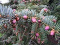 Closeup of spruce branch with young purple cones