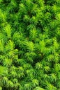 Closeup of spruce conica, background, vertical