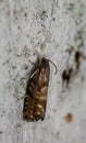 Spruce seed moth, Cydia strobilella on coniferous wood