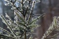 Closeup of spruce tree branches with a frozen spider web