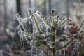 Closeup of a spruce tree covered in frost in a forest under the sunlight