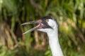 Squawking whooping crane Royalty Free Stock Photo