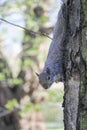 Squirl Portrait On Tree Trunk Royalty Free Stock Photo