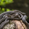 Closeup of a squirming snake nest with water snakes against a blurred background Royalty Free Stock Photo