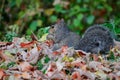 Closeup of a squirrel on crunchy autumn leaves outdoors