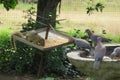 Closeup of a squirrel eating from a bird feeder next to a flock of doves drinking water from a bird bath