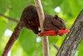 Close up Squirrel Eating Red Flower Bud on a Tree Branch