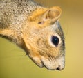 Closeup of a squirrel face from sideview on blurred yellow background