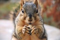 closeup of squirrel holding peanut in paws