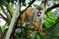 Closeup of a squirrel monkey climbing on a tree Royalty Free Stock Photo