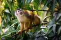 Closeup of a squirrel monkey climbing on a tree Royalty Free Stock Photo