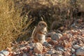 Closeup of squirrel, Valley of Fire, Nevada, USA