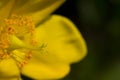 St. John`s wort flower - hypericum Royalty Free Stock Photo
