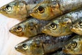Closeup of salted sardines