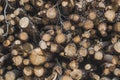 Closeup of a stack of tree trunks in the forest