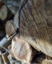 Closeup stacked cut tree trunks for winter. Timber firewood