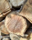 Closeup stacked cut tree trunks for winter. Timber firewood