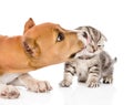 Closeup stafford puppy licks a scottish kitten. isolated on white