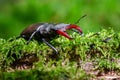 Closeup of a stag beetle on the grass under the sunlight with a blurry background