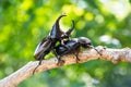 Closeup Stag beetle on tree Royalty Free Stock Photo