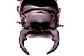 Stag beetle on white background