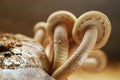 Stalk and Cap of Mature Velvet Pioppini or Black Poplar Mushrooms Yanagi Matsutake