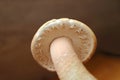 Closeup of Stalk and Cap of Mature Velvet Pioppini or Black Poplar Mushrooms