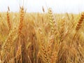 Closeup a stalks and ears of ripe golden wheat. Beginning of harvest and agricultural works