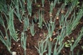 Closeup stalks of green onions growing out of the ground. Macro shot of plants in nature. Royalty Free Stock Photo