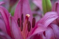 Closeup of the stamen and pistil of a red lily flower Royalty Free Stock Photo