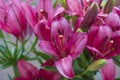 Closeup of the stamen and pistil of a red lily flower Royalty Free Stock Photo