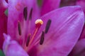 Closeup of the stamen and pistil of a red lily flower Royalty Free Stock Photo