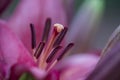 Closeup of the stamen and pistil of a red lily flower Royalty Free Stock Photo