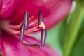 Closeup of the stamen and pistil of a red lily flower Royalty Free Stock Photo