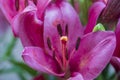 Closeup of the stamen and pistil of a red lily flower Royalty Free Stock Photo