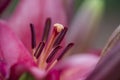 Closeup of the stamen and pistil of a red lily flower Royalty Free Stock Photo