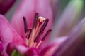 Closeup of the stamen and pistil of a red lily flower Royalty Free Stock Photo