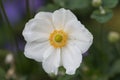 The stamens of the anemome Honorine Jobert flower