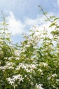 Star jasmine flowers in bloom against blue sky with cumulus clouds Royalty Free Stock Photo
