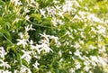 Star jasmine flowers in bloom with blurred background Royalty Free Stock Photo