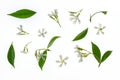 Star jasmine flowers and leaves isolated on white background Royalty Free Stock Photo