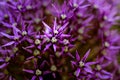 Closeup of Star of persia flowers in a garden Royalty Free Stock Photo