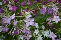 A closeup of star-shaped beautiful white, pink, violet flowers of nicotiana alata, sweet tobacco