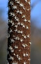 nectar and pollen rich flowers of an Australian native Xanthorrhoea resinosa grass tree Royalty Free Stock Photo