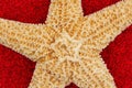 Closeup of a starfish on red glitter textured paper Royalty Free Stock Photo