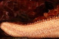 Closeup of starfish tentacle
