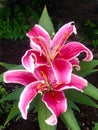 Stargazer lily plant Royalty Free Stock Photo