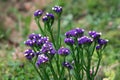 Closeup of Statice or Limonium sinuatum perennial plant with small short papery clusters of blue to purple with white open flowers Royalty Free Stock Photo