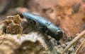 Steelblue jewel beetle, Phaenops on pine wood