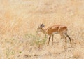 Closeup of Steenbok Raphicerus campestris